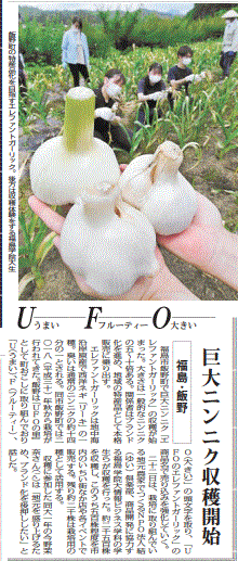 巨大ニンニクの収穫を報じる福島県の地方紙・福島民報