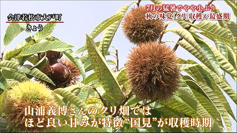 クリの収穫を報じる福島のローカルTV局・FTV