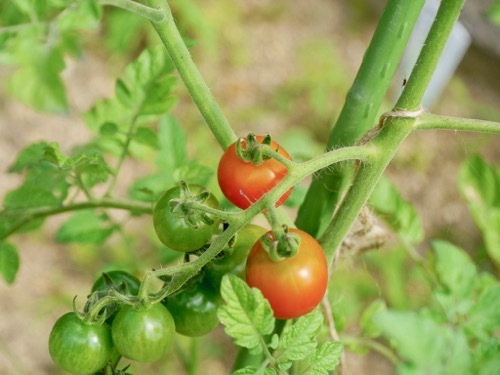 tomato210623-2