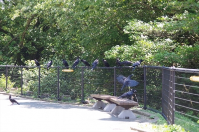 福岡市動物園の烏 カラス