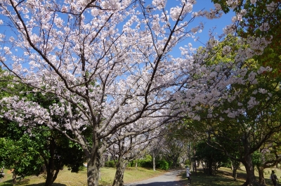 20210325 桜 花見
