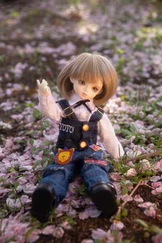 ROSEN LIED、Tuesday's child、通称・火曜子のチェルシー。桜散る野原で、桜と一緒にチェルシーを撮影した、つもり。