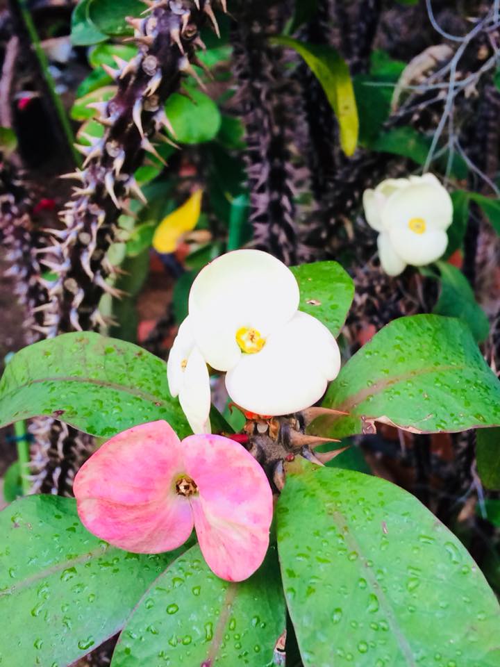新潟県立植物園のサボテンの花