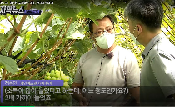 シャインマスカット 種子法 韓国