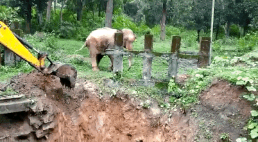 象 ゾウ ショベルカー 救出 インド