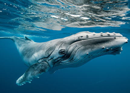 ザトウクジラ クジラ ダイバー 丸呑み