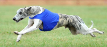 whippet.png