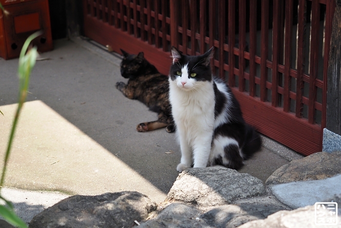 猫　旅　広島　鞆の浦　ポニョ