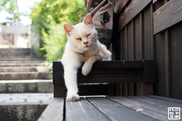 猫　旅　広島　鞆の浦　ポニョ