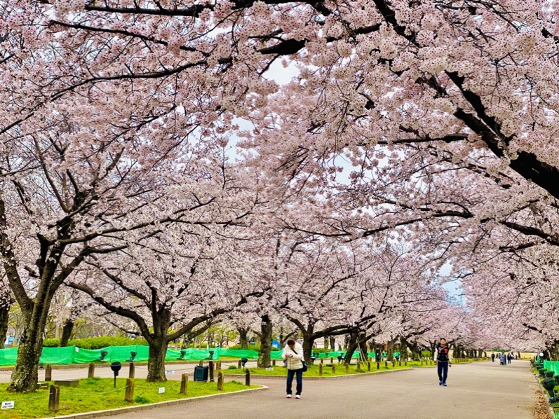 桜 万博 記念 公園 万博記念公園の桜 見頃・桜祭り情報など