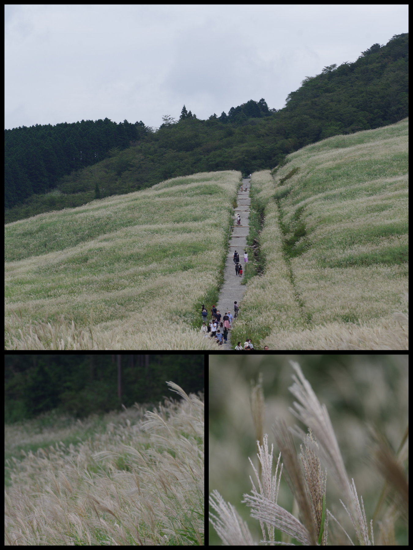 箱根　ドライブ旅行　仙石原　すすき草原