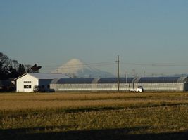 【写真】農園ハウスの背景に見える富士山