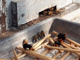 【写真】巣箱前に置いた砂糖水を仲良く飲むミツバチとハナバチの様子