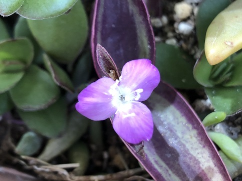 縞紫露草