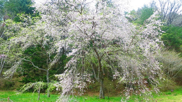 IMG_0535枝垂れ桜