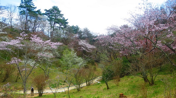 IMG_0539桜