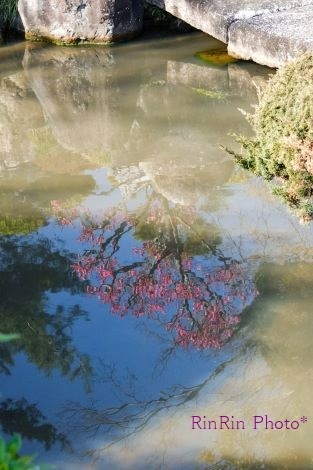 2021年２月聖天院池の中の紅梅