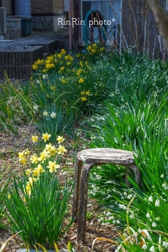 2021年３月人家の庭の花ベンチ