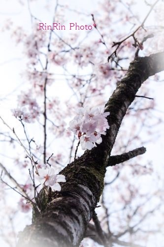 2021年３月長福寺の幹の桜