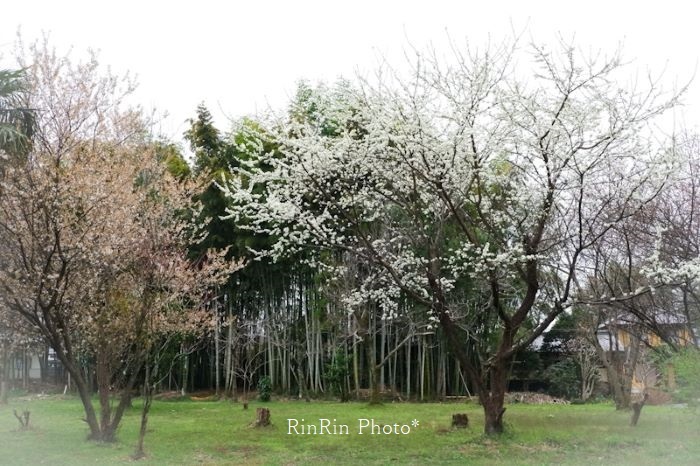 2021年３月日高市枝垂れの桜横のスモモ