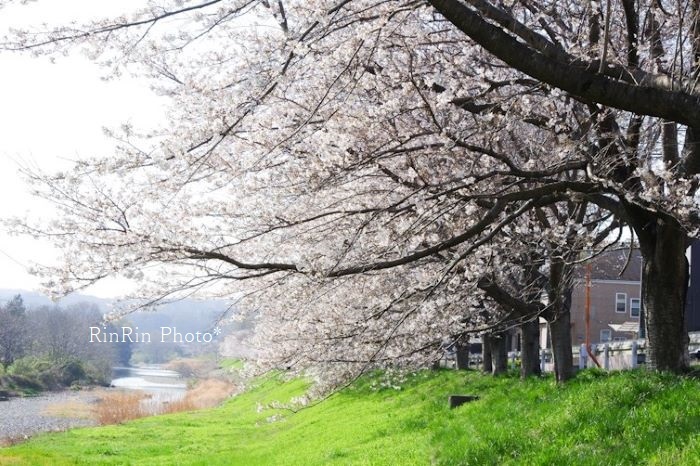 2021年３月入間川桜並木