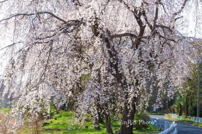 2021年３月浄化センターの枝垂れ桜
