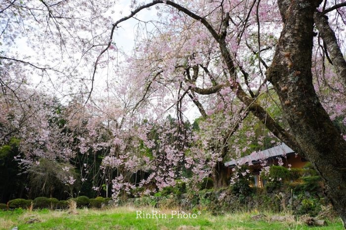 2021年４月無量寺の枝垂れ桜