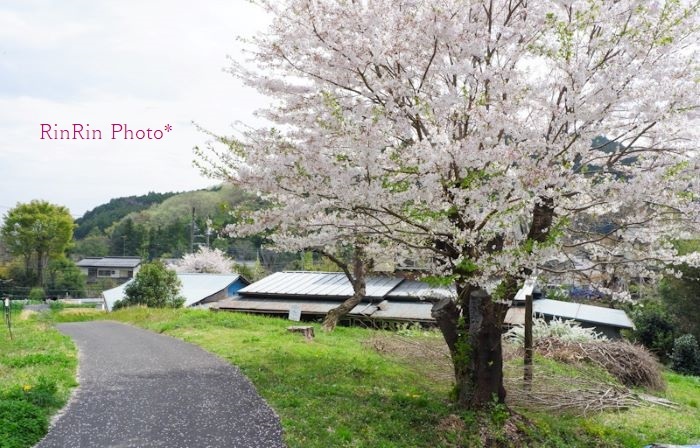 2021年４月久須美の桜と道