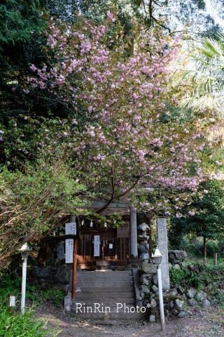 2021年４月軍太利神社八重桜