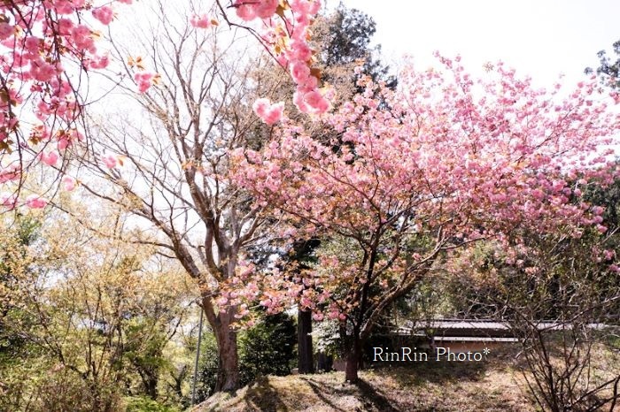 2021年４月小岩井神社八重桜と森