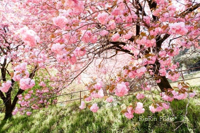 2021年４月小岩井神社八重桜満開