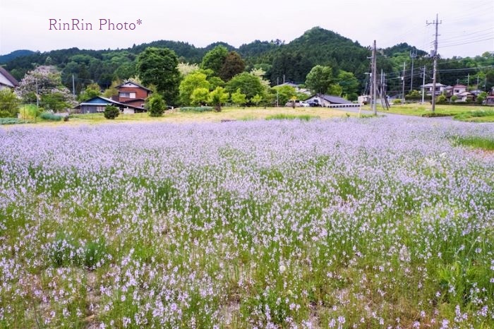 2021年5月久須美紫色の花畑