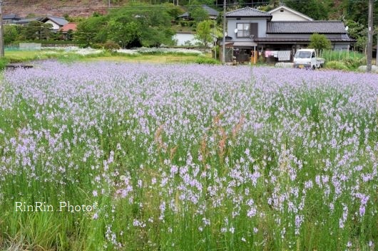 2021年5月久須美紫色の花と軽トラ