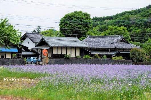 2021年5月久須美地主と紫色の花