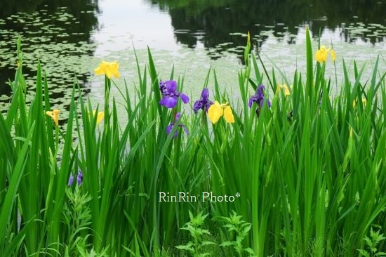 2021年6月お松が池黄色と紫アヤメ