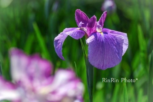 2021年6月花しょうぶ園の紫花アップ横