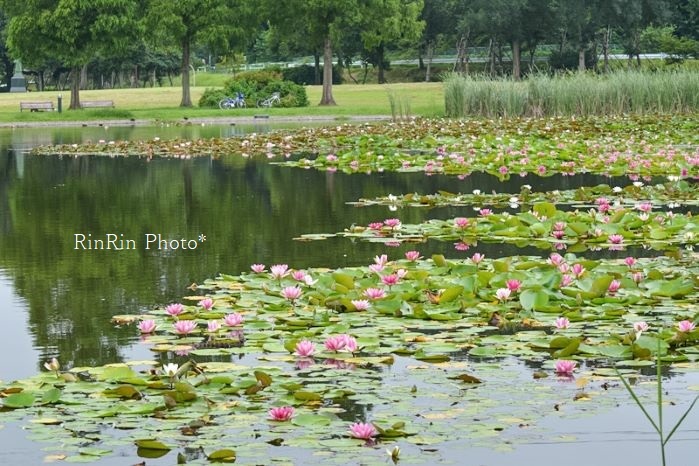 2014年７月見沼自然公園　睡蓮咲く池