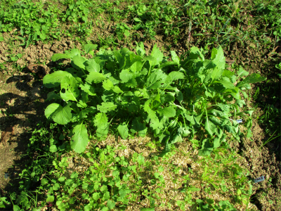 201018アスパラ菜の苗