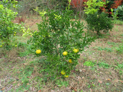 201211空き地の柑橘１