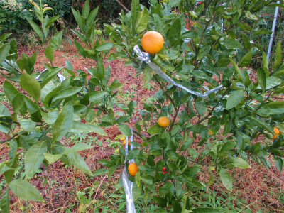 201223空き地の柑橘１