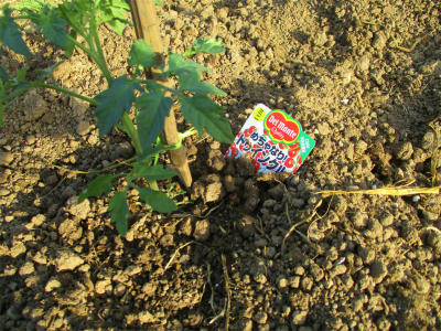210426ののが植えたミニトマト