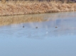 喜多池の水鳥