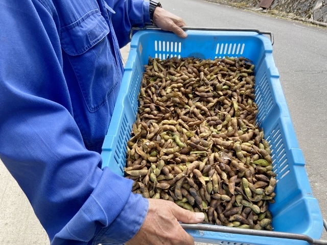 上八代営農組合　大量の枝豆