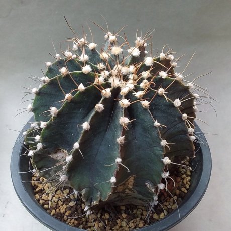 DSC_2217--friedrichii v moserianum--stenopleurum--P 435--Anerico Picco, Nueva Asuncion, --Piltz seed 4334