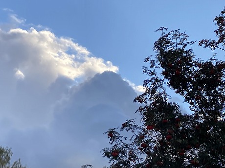 ナナカマドと雲